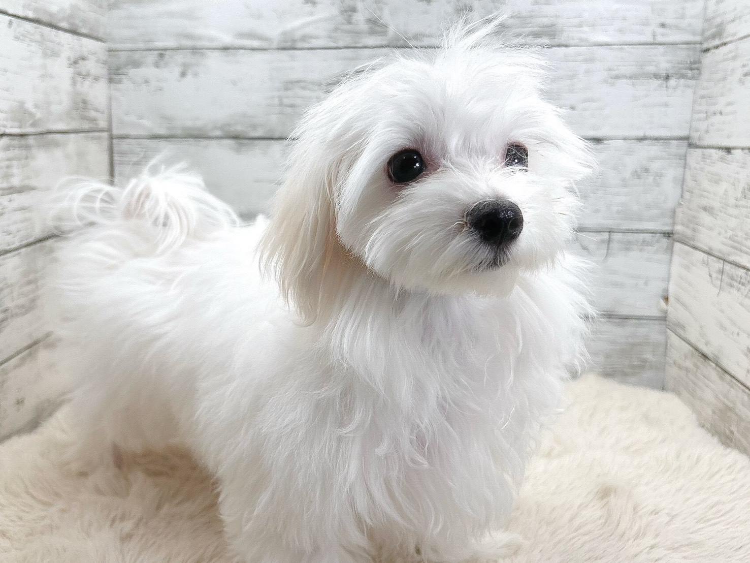 新潟県のマルチーズ (かねだいペットトライアル魚沼/2025年8月8日生まれ/男の子/ホワイト)の子犬の2枚目の画像