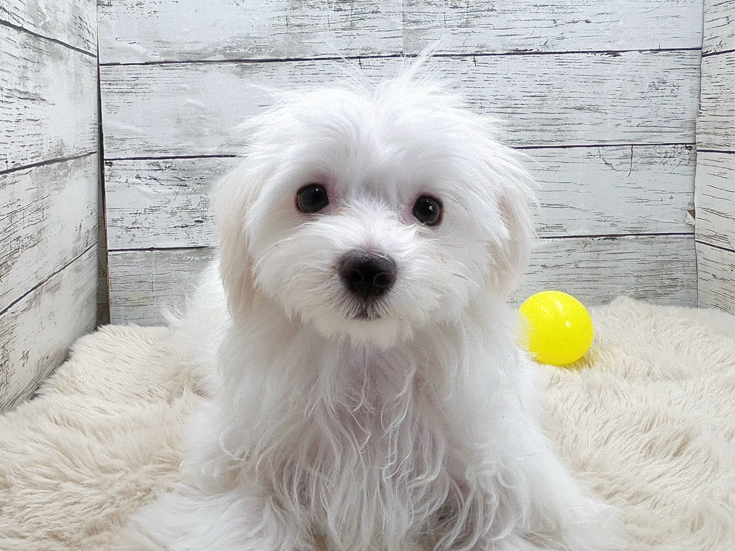 新潟県のマルチーズ (かねだいペットトライアル魚沼/2025年8月8日生まれ/男の子/ホワイト)の子犬の1枚目の画像