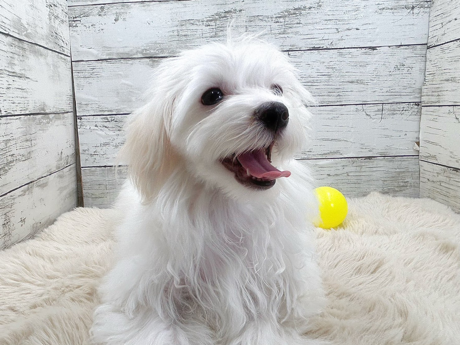 新潟県のマルチーズ (かねだいペットトライアル魚沼/2025年8月8日生まれ/男の子/ホワイト)の子犬の4枚目の画像