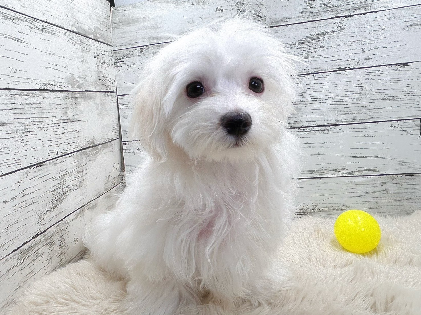 新潟県のマルチーズ (かねだいペットトライアル魚沼/2025年8月8日生まれ/男の子/ホワイト)の子犬の1枚目の画像