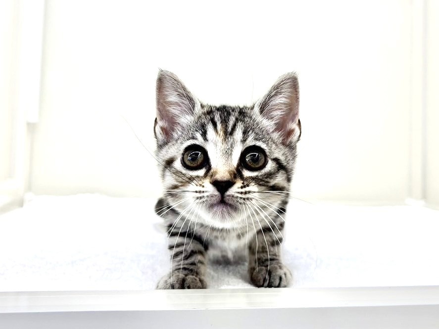 東京都のスコティッシュフォールド (かねだい本町田店/2025年10月19日生まれ/女の子/シルバーパッチドタビー)の子猫の1枚目の画像