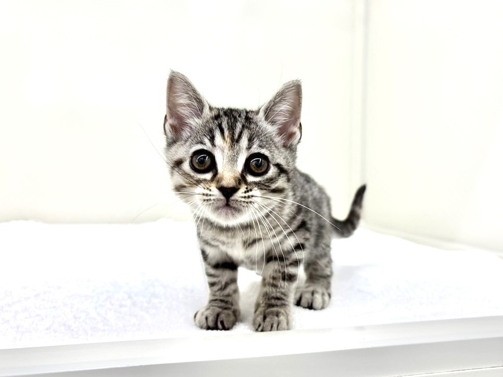 東京都のスコティッシュフォールド (かねだい本町田店/2025年10月19日生まれ/女の子/シルバーパッチドタビー)の子猫の2枚目の画像