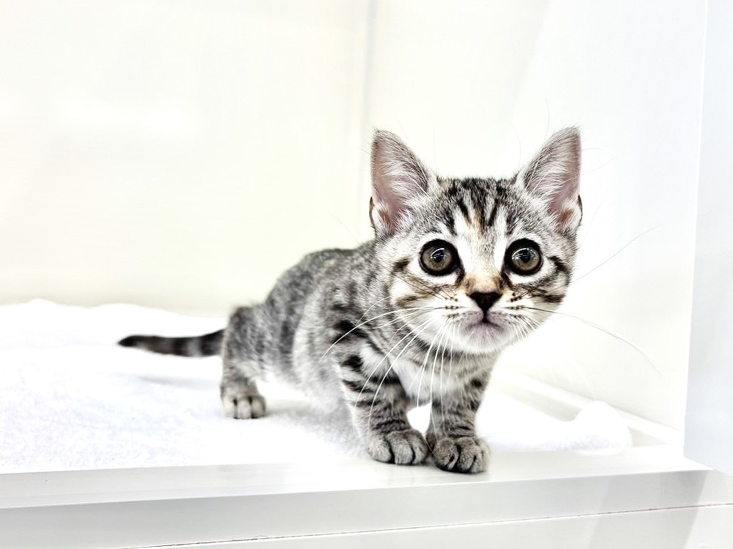 東京都のスコティッシュフォールド (かねだい本町田店/2025年10月19日生まれ/女の子/シルバーパッチドタビー)の子猫の3枚目の画像