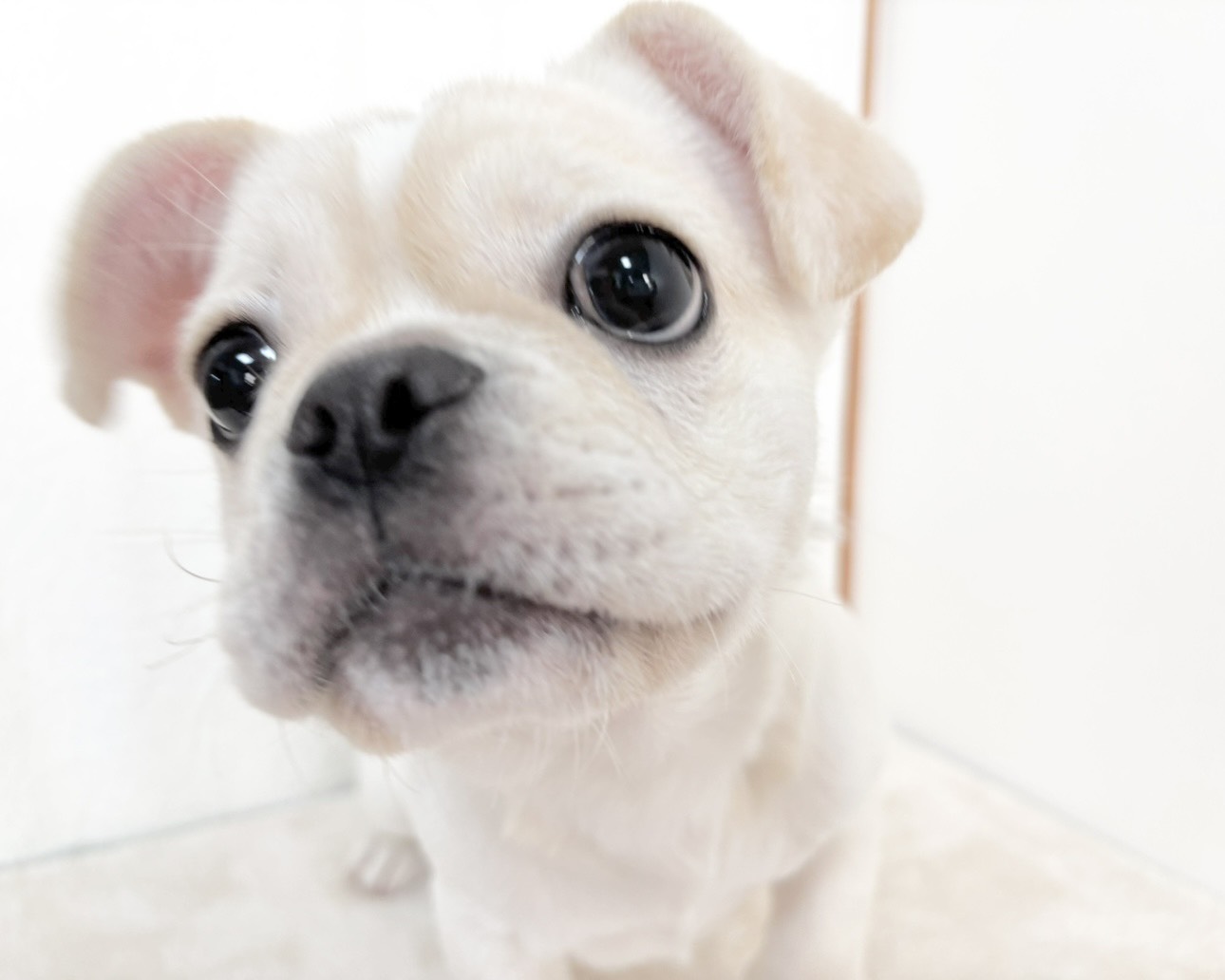 群馬県のペキニーズ×フレンチブルドッグ (かねだいペットトライアル桐生/2025年8月4日生まれ/女の子/ホワイト)の子犬の3枚目の画像