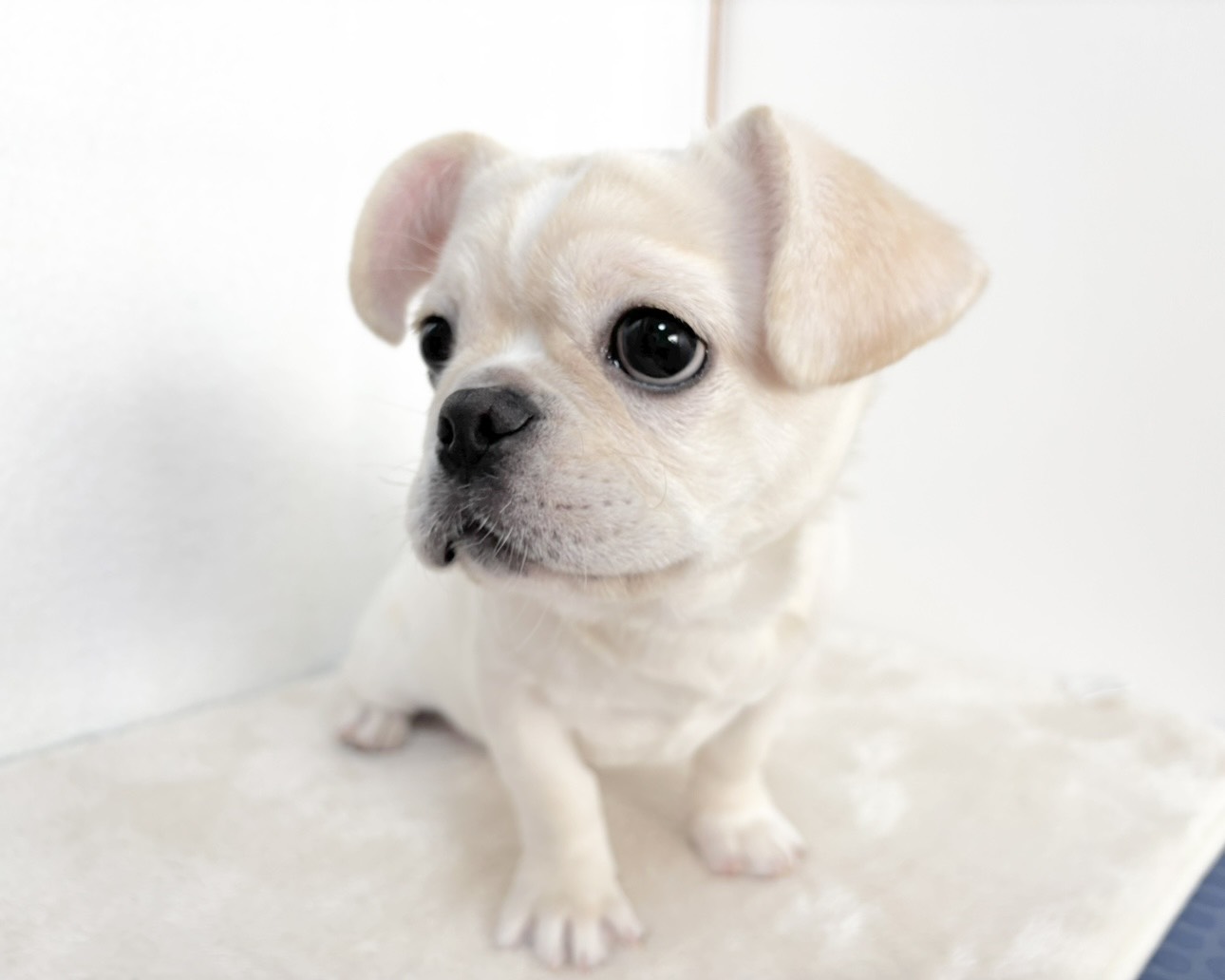 群馬県のペキニーズ×フレンチブルドッグ (かねだいペットトライアル桐生/2025年8月4日生まれ/女の子/ホワイト)の子犬の2枚目の画像