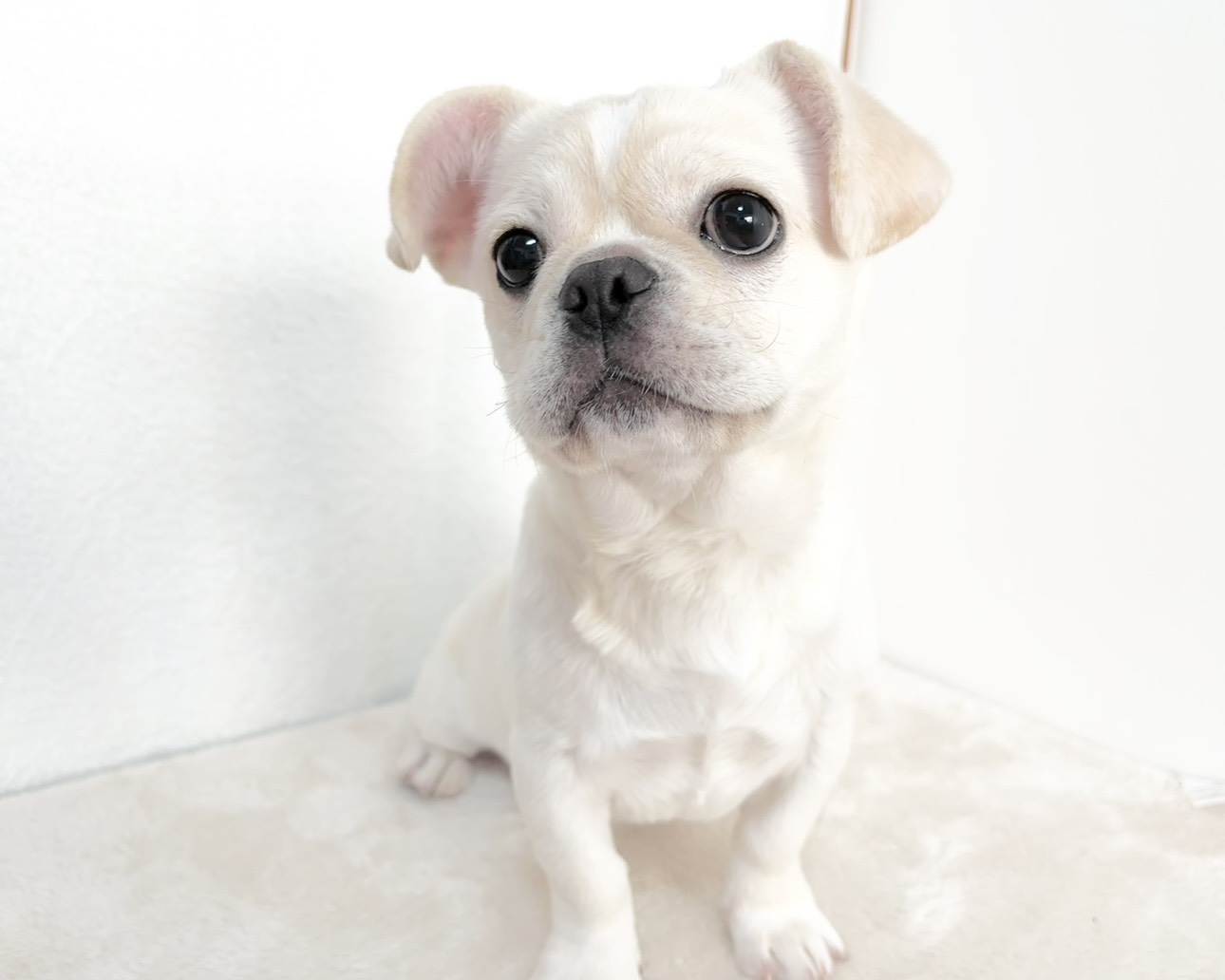 群馬県のペキニーズ×フレンチブルドッグ (かねだいペットトライアル桐生/2025年8月4日生まれ/女の子/ホワイト)の子犬の1枚目の画像