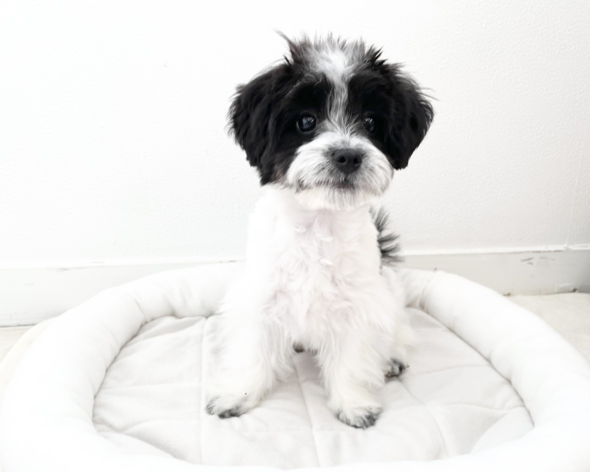 群馬県のチワマル/マルチワ(チワワ×マルチーズ) (かねだいペットトライアル桐生/2025年8月18日生まれ/女の子/ホワイトブラック)の子犬の2枚目の画像