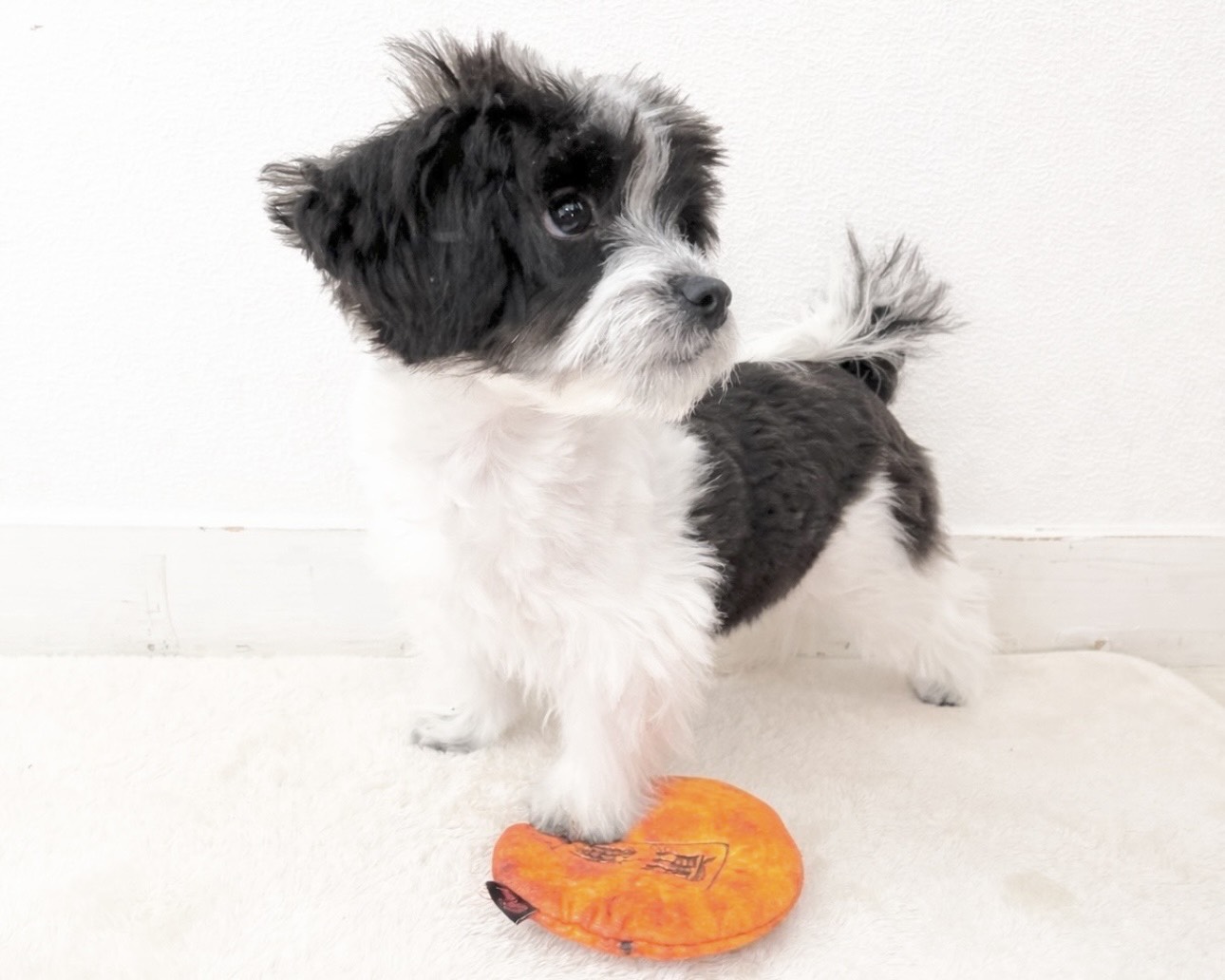 群馬県のチワマル/マルチワ(チワワ×マルチーズ) (かねだいペットトライアル桐生/2025年8月18日生まれ/女の子/ホワイトブラック)の子犬の4枚目の画像