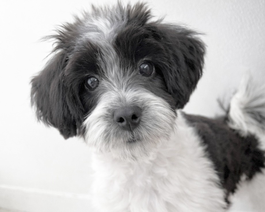 群馬県のチワマル/マルチワ(チワワ×マルチーズ) (かねだいペットトライアル桐生/2025年8月18日生まれ/女の子/ホワイトブラック)の子犬の1枚目の画像