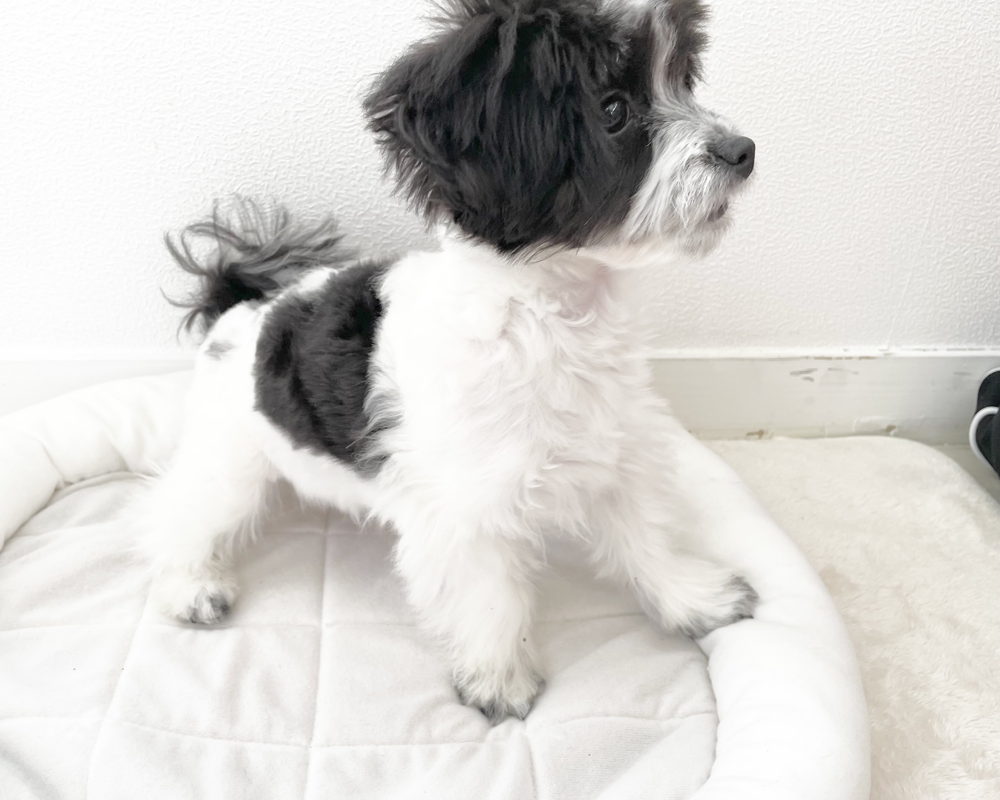 群馬県のチワマル/マルチワ(チワワ×マルチーズ) (かねだいペットトライアル桐生/2025年8月18日生まれ/女の子/ホワイトブラック)の子犬の3枚目の画像