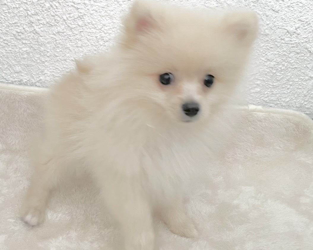 群馬県のポメラニアン (かねだいペットトライアル桐生/2025年9月15日生まれ/男の子/クリーム)の子犬の4枚目の画像