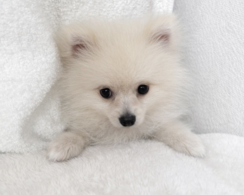 群馬県のポメラニアン (かねだいペットトライアル桐生/2025年9月15日生まれ/男の子/クリーム)の子犬の2枚目の画像