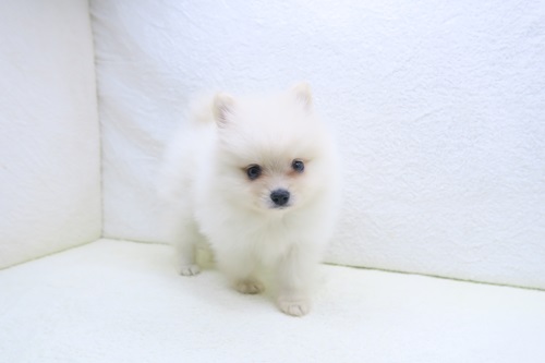 神奈川県のポメラニアン (かねだい海老名店/2025年10月17日生まれ/男の子/クリーム)の子犬
