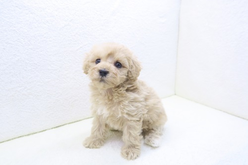 神奈川県のマルプー(マルチーズ×プードル) (かねだい海老名店/2025年10月18日生まれ/女の子/クリーム)の子犬