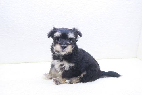 神奈川県のハーフ犬・ミックス犬 (かねだい海老名店/2025年10月18日生まれ/女の子/ブラックタン)の子犬