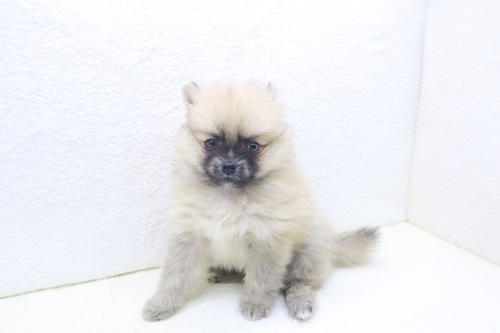 神奈川県のポメラニアン (かねだい海老名店/2025年10月18日生まれ/女の子/オレンジ)の子犬