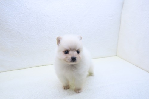 神奈川県のポメラニアン (かねだい海老名店/2025年10月16日生まれ/男の子/クリーム)の子犬