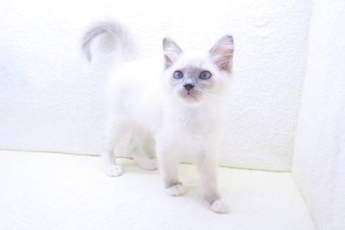 神奈川県のラグドール (かねだい海老名店/2025年9月30日生まれ/女の子/ブルーポイントミテッド)の子猫