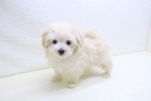 神奈川県のマルプー(マルチーズ×プードル) (かねだい海老名店/2025年10月18日生まれ/男の子/クリーム)の子犬