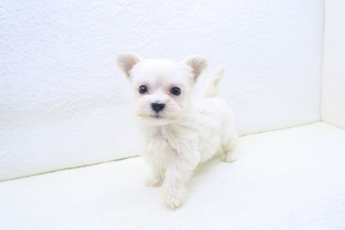 神奈川県のハーフ犬・ミックス犬 (かねだい海老名店/2025年10月18日生まれ/男の子/クリーム)の子犬