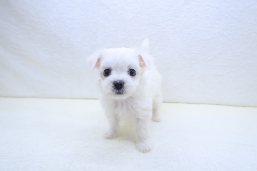 神奈川県のチワプー/プーチー(チワワ×プードル) (かねだい海老名店/2025年10月18日生まれ/女の子/ホワイト)の子犬