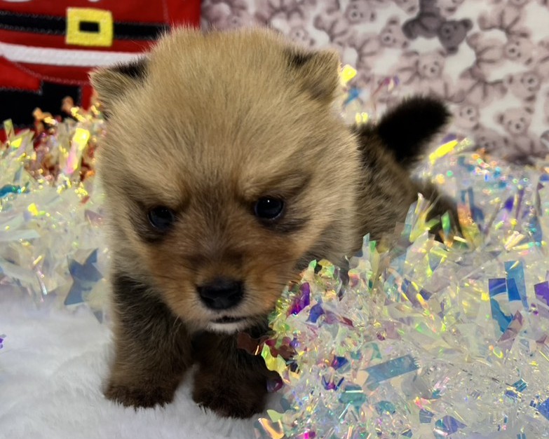 茨城県のハーフ犬・ミックス犬 (かねだいペットトライアル利根川/2025年10月18日生まれ/男の子/セーブル)の子犬