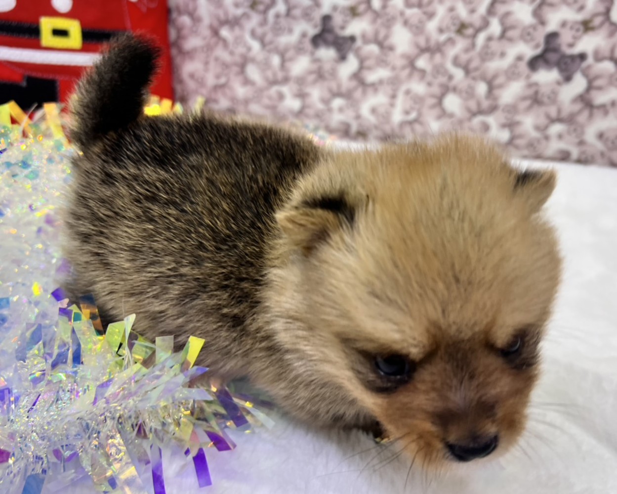 茨城県のハーフ犬・ミックス犬 (かねだいペットトライアル利根川/2025年10月18日生まれ/男の子/セーブル)の子犬の2枚目の画像