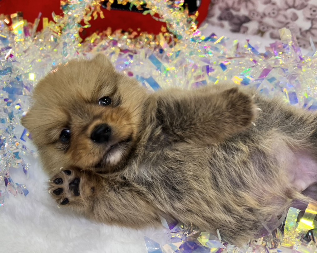 茨城県のハーフ犬・ミックス犬 (かねだいペットトライアル利根川/2025年10月18日生まれ/男の子/セーブル)の子犬の3枚目の画像