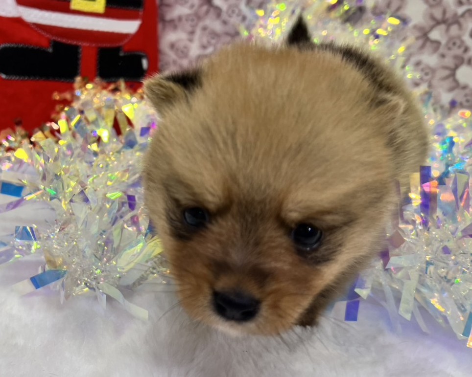 茨城県のハーフ犬・ミックス犬 (かねだいペットトライアル利根川/2025年10月18日生まれ/男の子/セーブル)の子犬の4枚目の画像