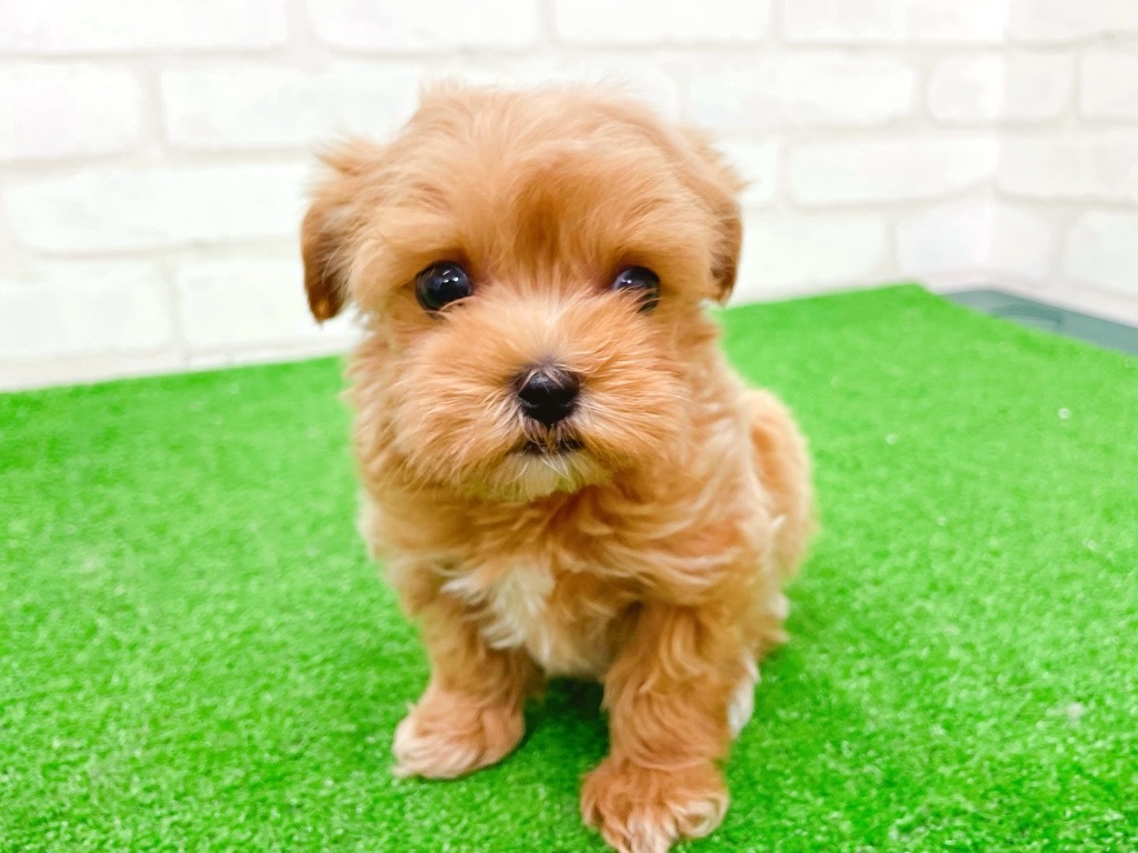 東京都のマルプー(マルチーズ×プードル) (かねだい立川店/2025年10月18日生まれ/男の子/アプリコット)の子犬の2枚目の画像