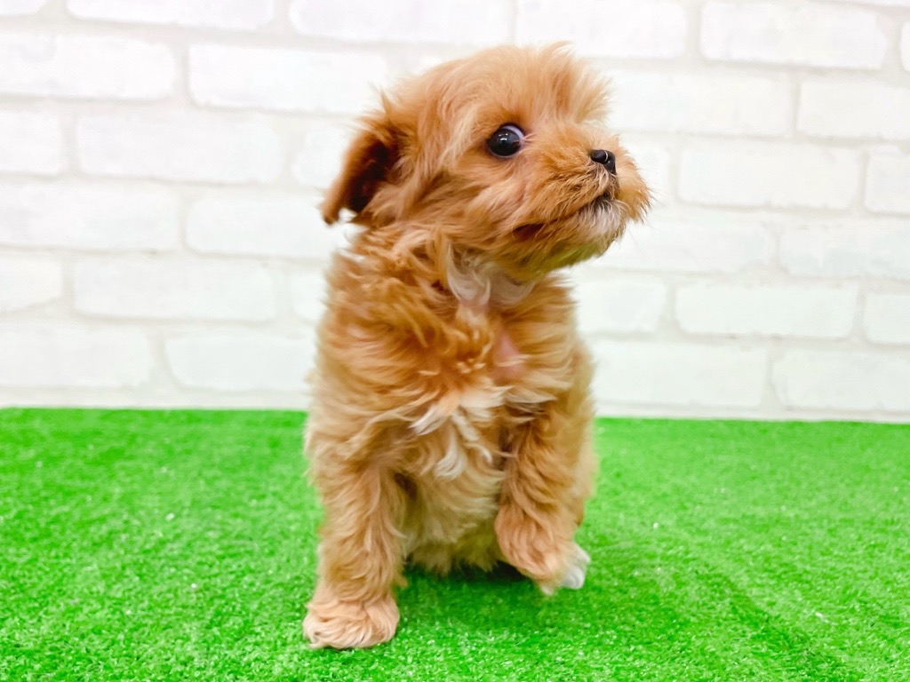 東京都のマルプー(マルチーズ×プードル) (かねだい立川店/2025年10月18日生まれ/男の子/アプリコット)の子犬の3枚目の画像