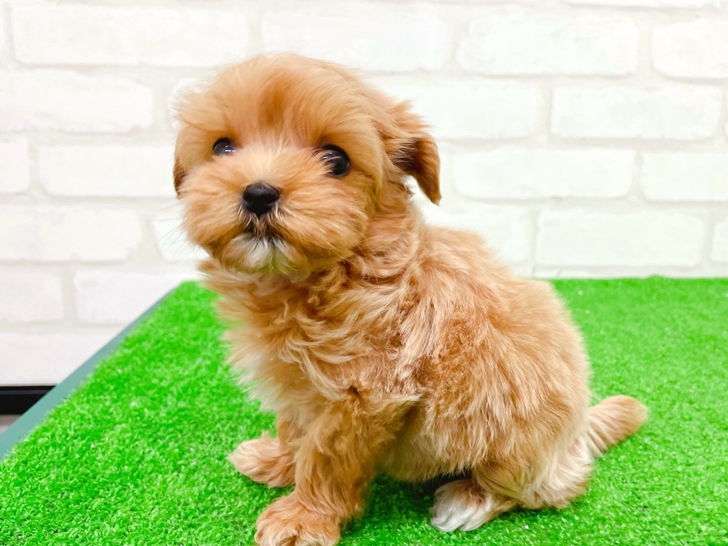 東京都のマルプー(マルチーズ×プードル) (かねだい立川店/2025年10月18日生まれ/男の子/アプリコット)の子犬の4枚目の画像