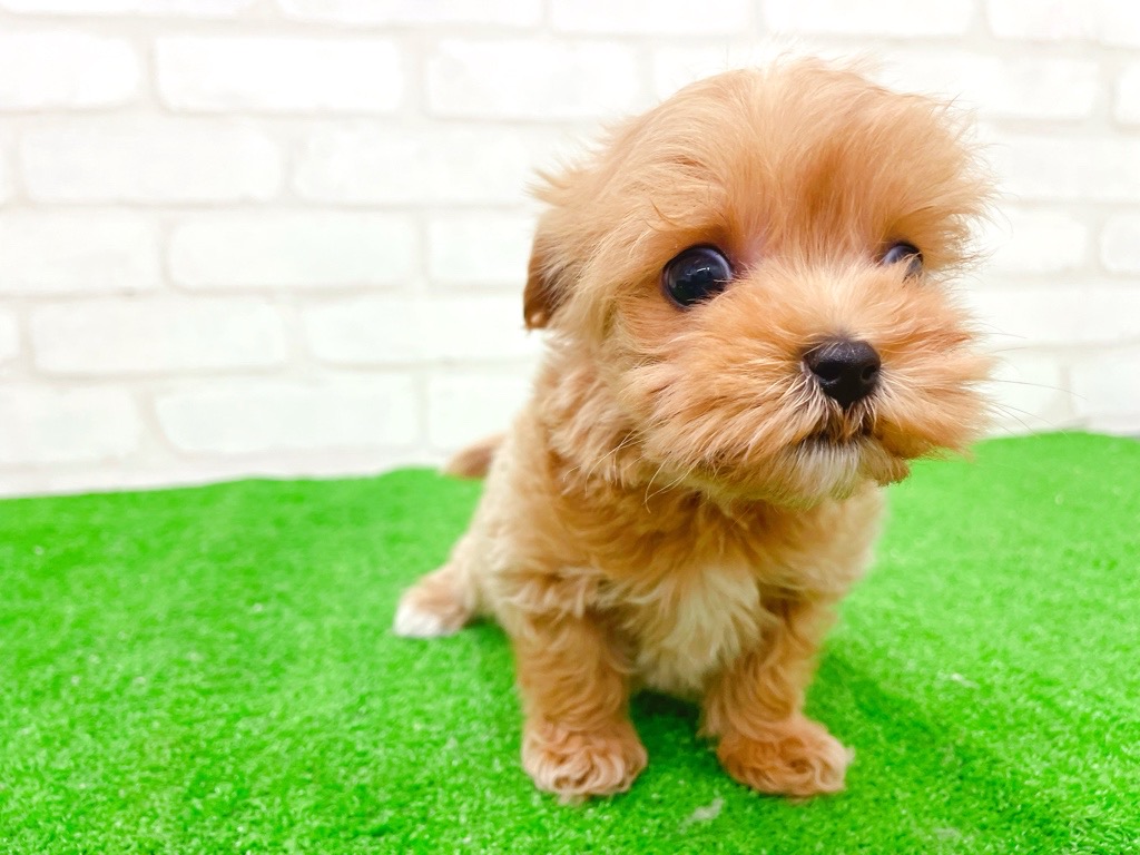 東京都のマルプー(マルチーズ×プードル) (かねだい立川店/2025年10月18日生まれ/男の子/アプリコット)の子犬の4枚目の画像