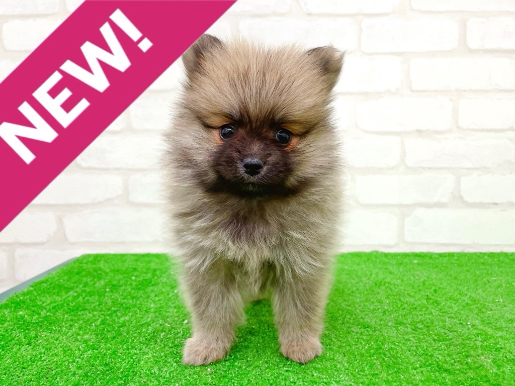 東京都のポメラニアン (かねだい立川店/2025年10月17日生まれ/女の子/オレンジ)の子犬の1枚目の画像