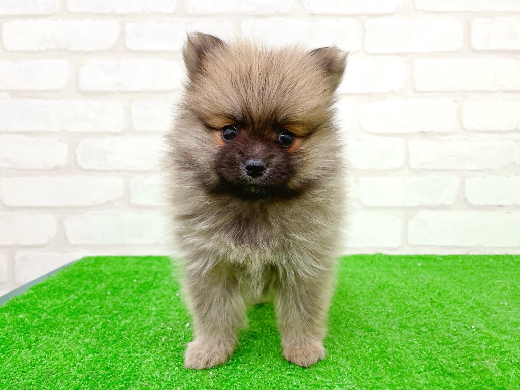 東京都のポメラニアン (かねだい立川店/2025年10月17日生まれ/女の子/オレンジ)の子犬の2枚目の画像