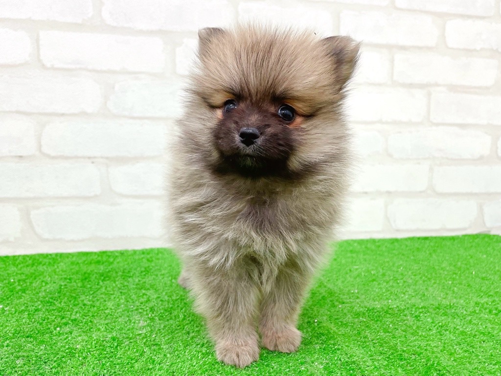 東京都のポメラニアン (かねだい立川店/2025年10月17日生まれ/女の子/オレンジ)の子犬の3枚目の画像