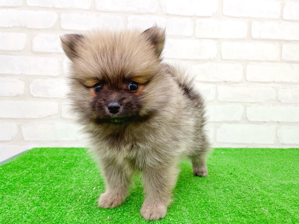 東京都のポメラニアン (かねだい立川店/2025年10月17日生まれ/女の子/オレンジ)の子犬の4枚目の画像