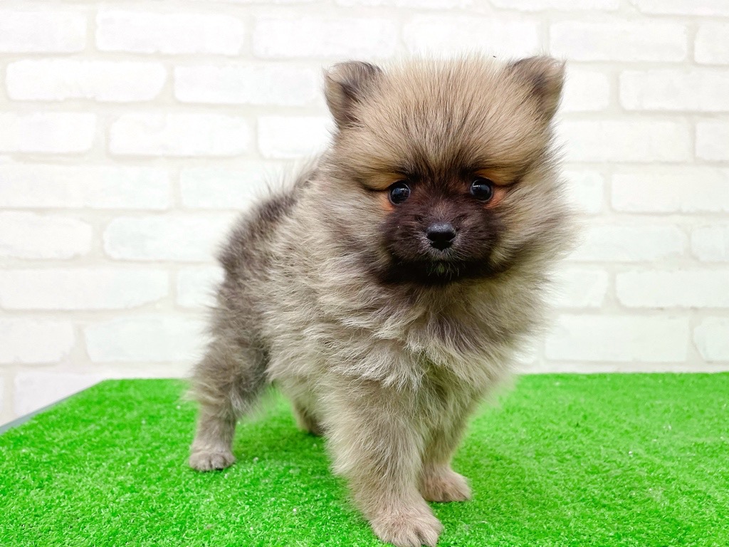 東京都のポメラニアン (かねだい立川店/2025年10月17日生まれ/女の子/オレンジ)の子犬の4枚目の画像