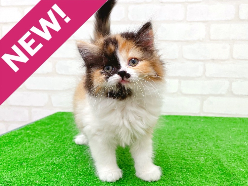 東京都のマンチカン (かねだい立川店/2025年10月19日生まれ/女の子/キャリコ)の子猫の1枚目の画像