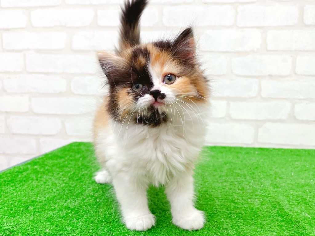 東京都のマンチカン (かねだい立川店/2025年10月19日生まれ/女の子/キャリコ)の子猫の2枚目の画像