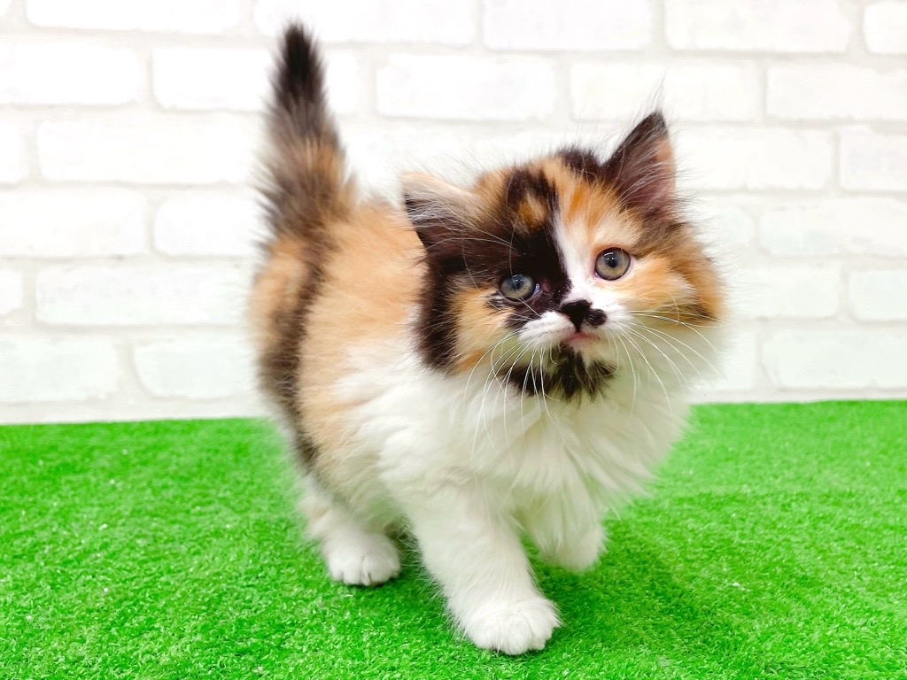 東京都のマンチカン (かねだい立川店/2025年10月19日生まれ/女の子/キャリコ)の子猫の3枚目の画像