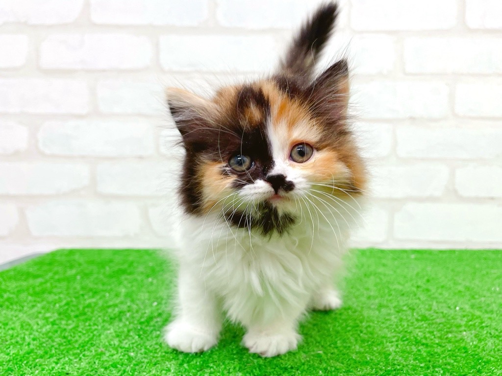 東京都のマンチカン (かねだい立川店/2025年10月19日生まれ/女の子/キャリコ)の子猫の4枚目の画像