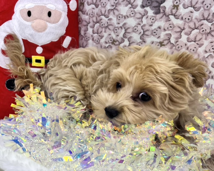 茨城県のマルプー(マルチーズ×プードル) (かねだいペットトライアル利根川/2025年8月16日生まれ/男の子/クリーム)の子犬の1枚目の画像