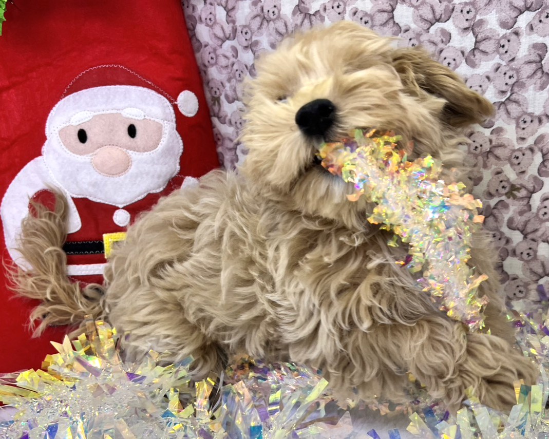 茨城県のマルプー(マルチーズ×プードル) (かねだいペットトライアル利根川/2025年8月16日生まれ/男の子/クリーム)の子犬の3枚目の画像