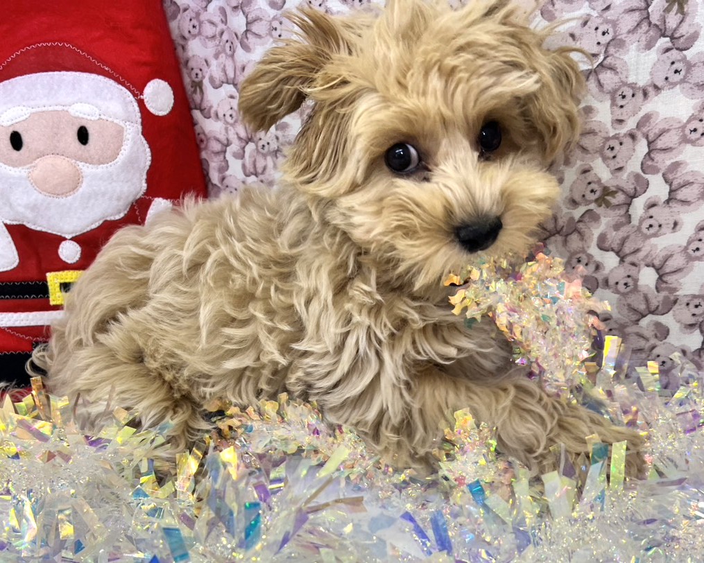 茨城県のマルプー(マルチーズ×プードル) (かねだいペットトライアル利根川/2025年8月16日生まれ/男の子/クリーム)の子犬の4枚目の画像