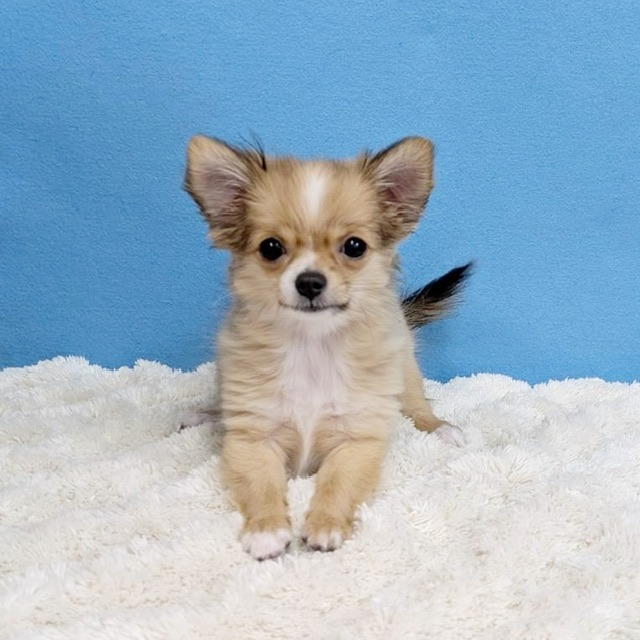 千葉県のチワワ(ロング) (かねだい四街道店/2025年8月30日生まれ/女の子/レッドホワイト)の子犬の1枚目の画像