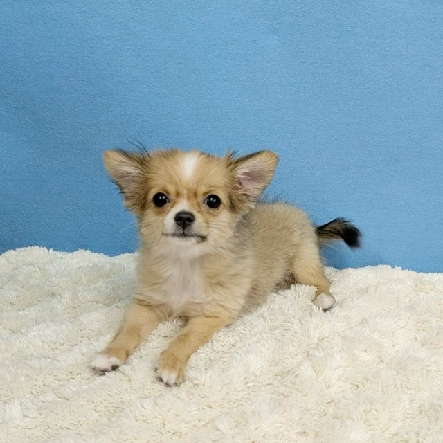 千葉県のチワワ(ロング) (かねだい四街道店/2025年8月30日生まれ/女の子/レッドホワイト)の子犬の2枚目の画像