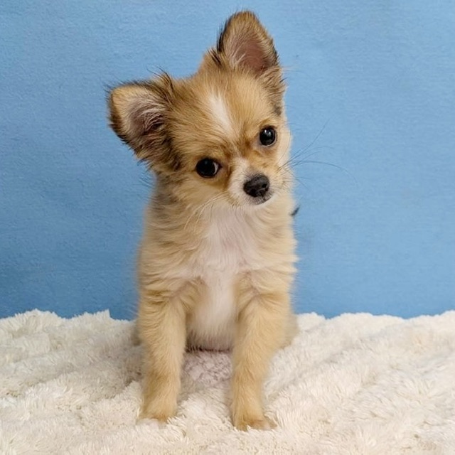 千葉県のチワワ(ロング) (かねだい四街道店/2025年8月30日生まれ/女の子/レッドホワイト)の子犬の3枚目の画像