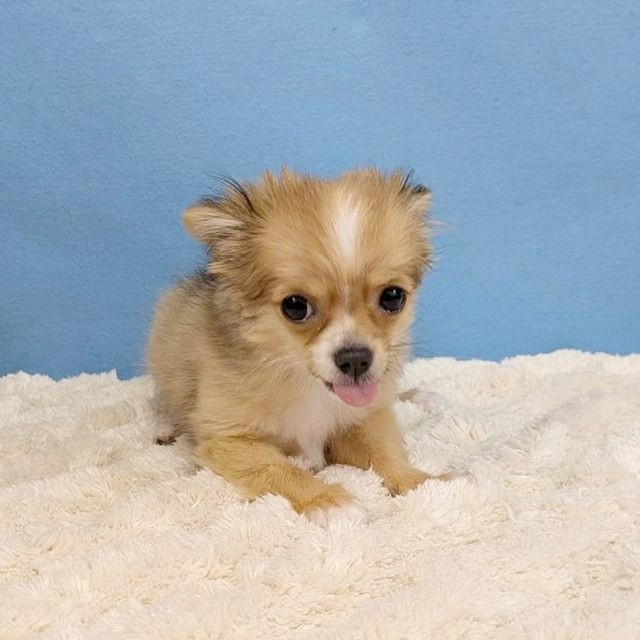 千葉県のチワワ(ロング) (かねだい四街道店/2025年8月30日生まれ/女の子/レッドホワイト)の子犬の4枚目の画像