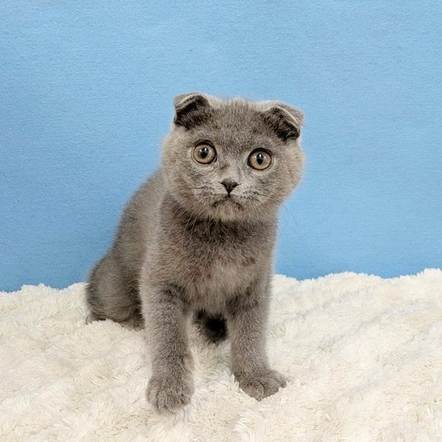 千葉県のスコティッシュフォールド (かねだい四街道店/2025年8月28日生まれ/男の子/ブルー)の子猫の1枚目の画像